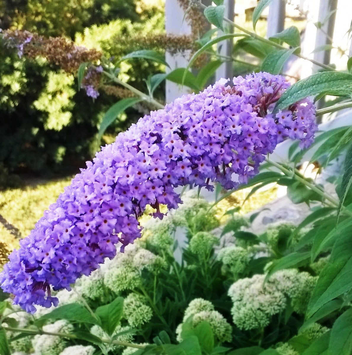 Butterfly Bush Purple Gardenland USA - Improve Your Environment!