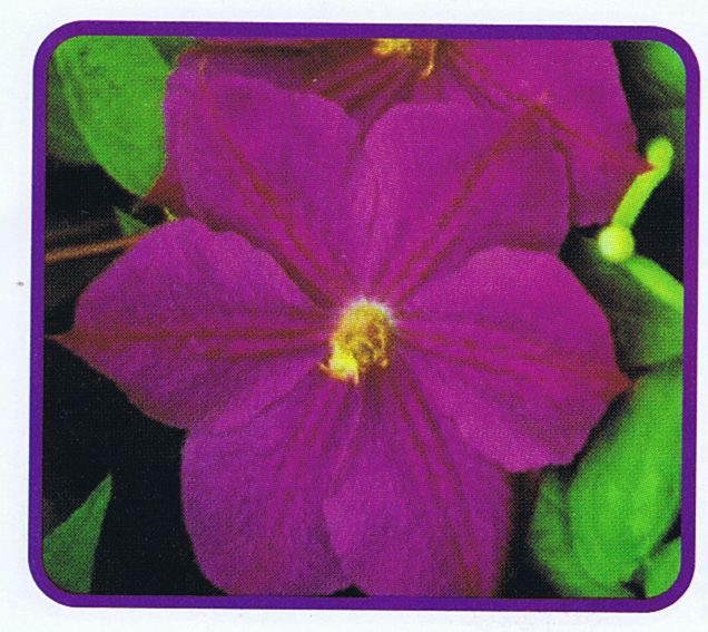 Clematis Purple (Star of India) - Garden Land