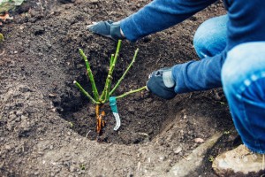 Gardenland, Gardenland USA, bare root or packaged, plant nursery