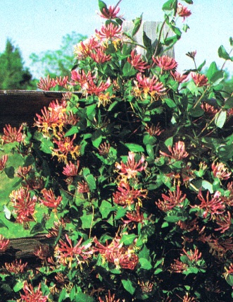 Honeysuckle Dropmore Scarlett Gardenland USA - Improve Your