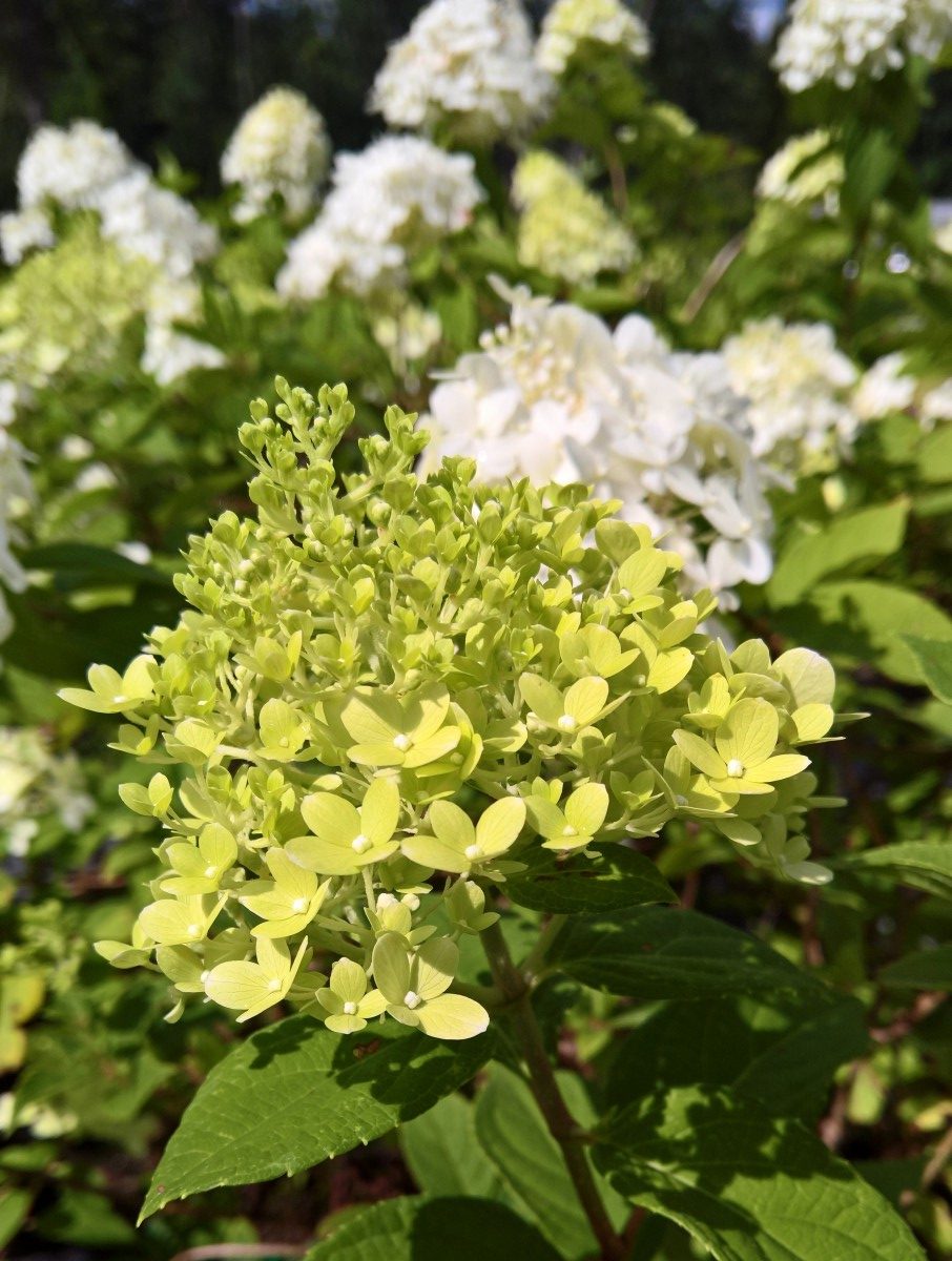 Hydrangea Paniculata Mist Gardenland USA - Improve Your Environment