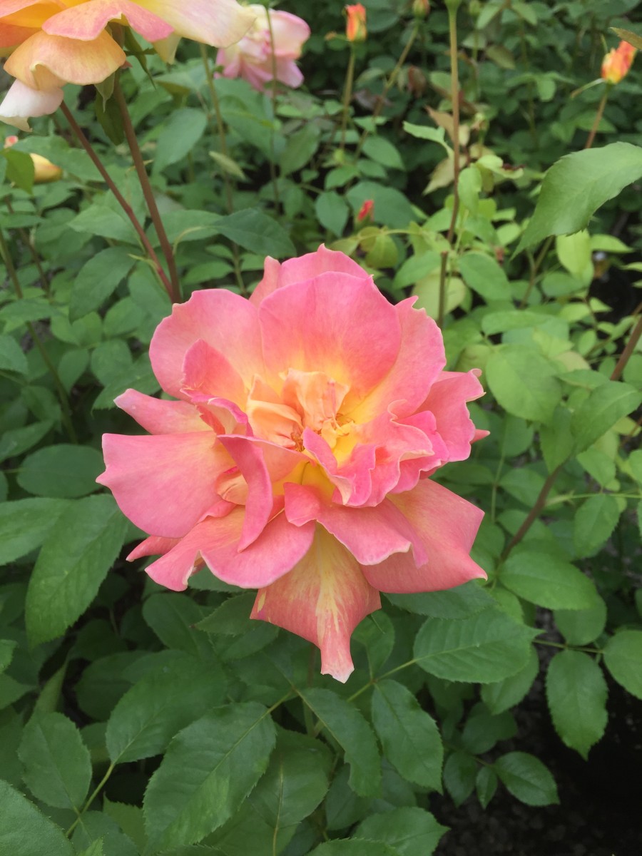 Bengali FL Rose Garden Land