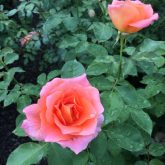 Queen Elizabeth Hybrid Tea Rose (Rosa 'Queen Elizabeth') in Inver Grove  Heights, Minnesota (MN) at Gertens