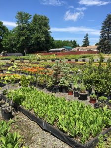 Gardenland, Gardenland USA, Our Story, Plant Nursery