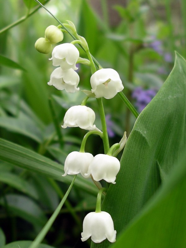Lily of the Valley Gardenland USA - Improve Your Environment