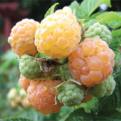 Raspberry Fall Gold Gardenland Usa Edile Landscaping