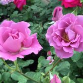 Angel Face Rose Gardenland USA - Improve Your Environment