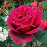 Chrysler Imperial Rose Gardenland USA Improve Your Environment