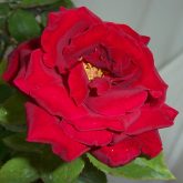 12 PCS Mister Lincoln Rose Bush Flower Seeds Red Long Stem Fragrant Roses ~~ 
