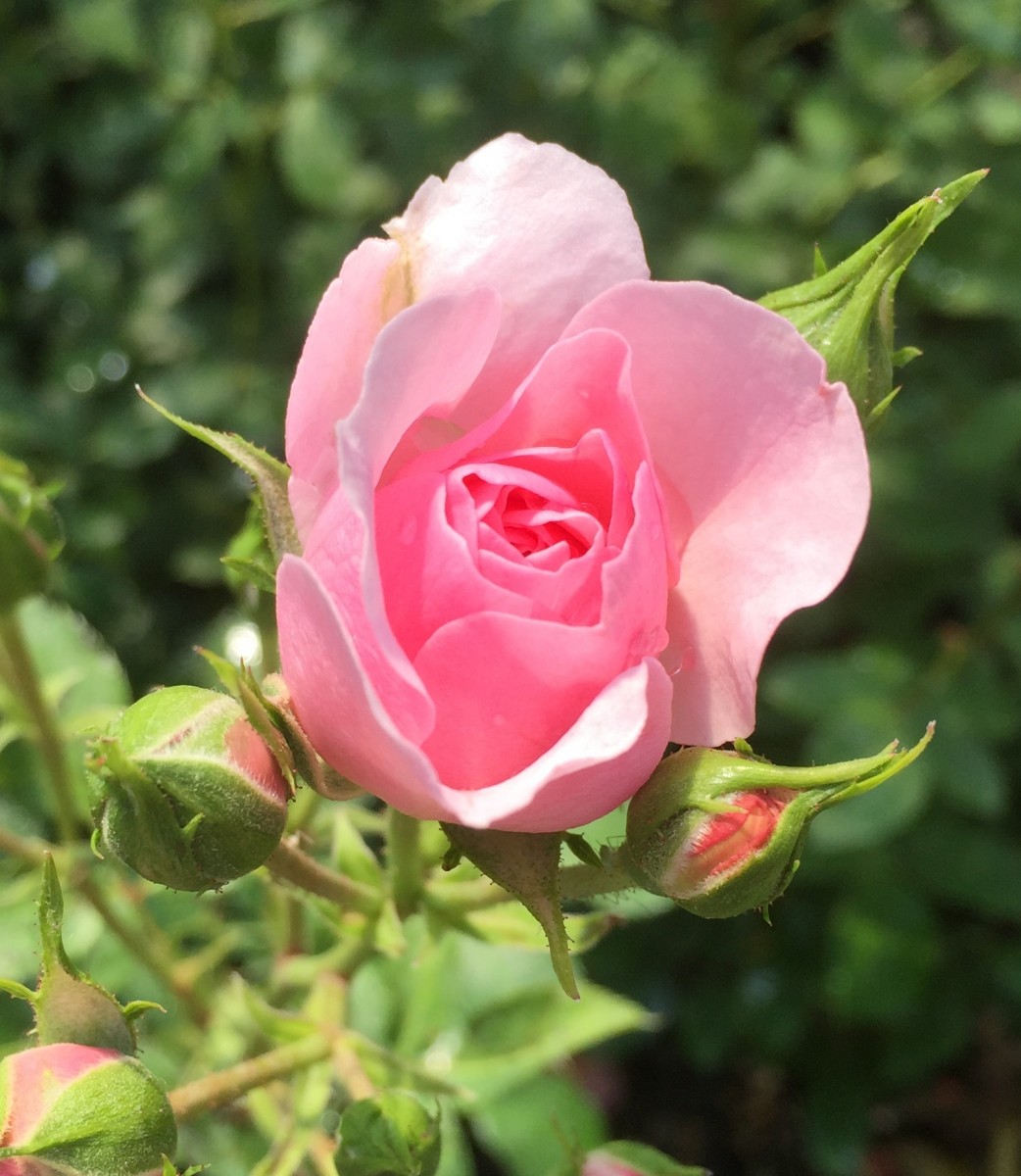 Queen Elizabeth Hybrid Tea Rose - Roses Victoria