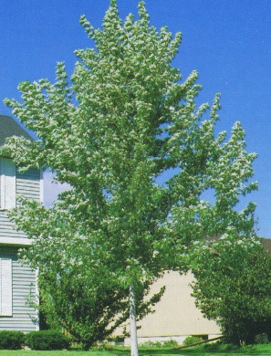 silver maple tree
