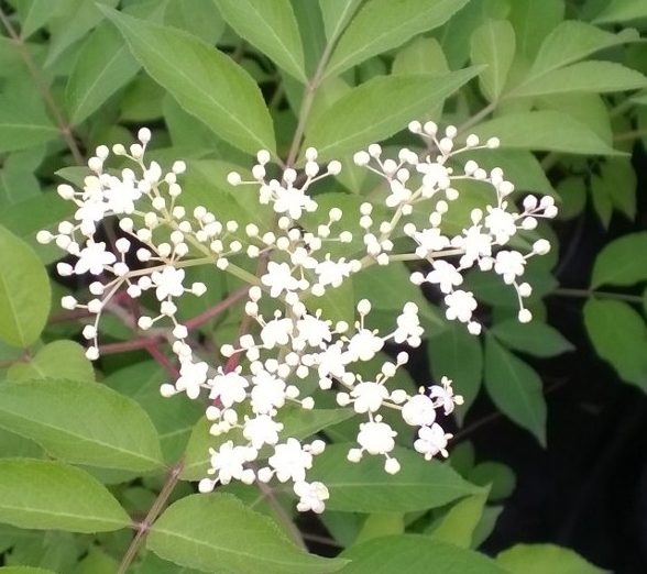 Elderberry York Plants Gardenland USA Edible Landscaping!