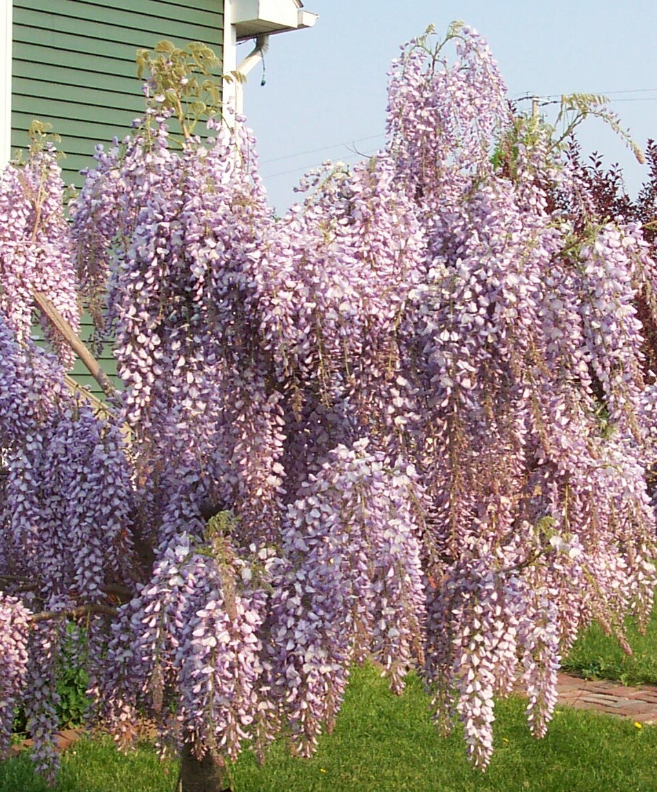 Pruple Wisteria Vine Gardenland USA - Improve Your Environment!