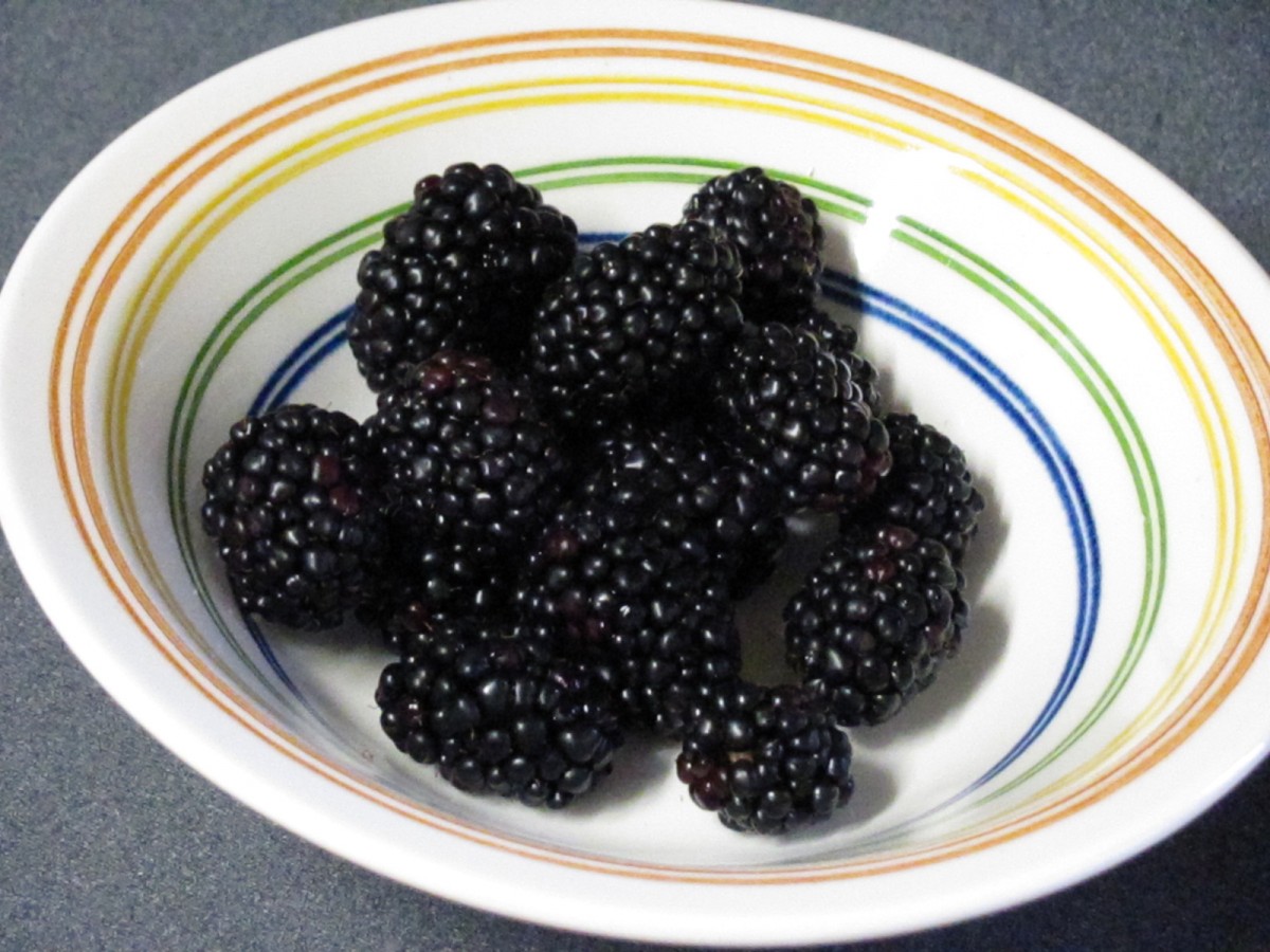 Thornless Blackberries Arapaho Garden Land