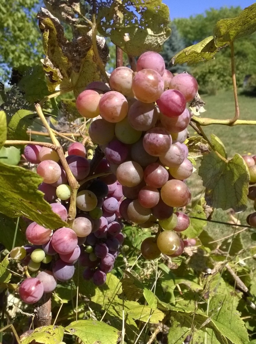 Seedless Red Canadice Grape  Gurney's Seed & Nursery Co.