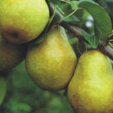 Pears - Bartlett and Moonglow Pack - Garden Land