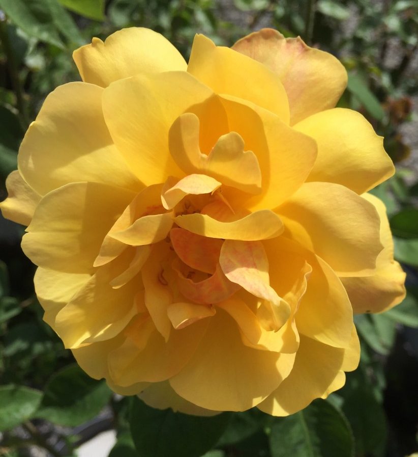 Gold Glow Hybrid Tea Rose